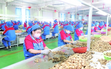 龍頭企業(yè) 引領(lǐng)現(xiàn)代農(nóng)業(yè)發(fā)展的“領(lǐng)跑者”——以資金、技術(shù)、設(shè)備與理念驅(qū)動產(chǎn)業(yè)升級